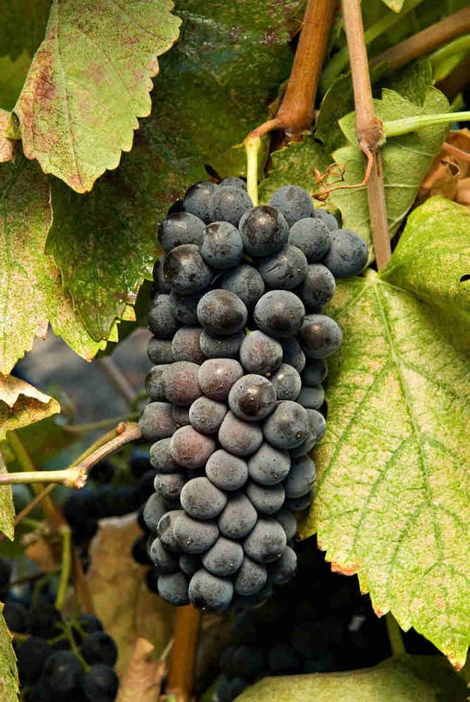 a pile of fruit sitting on top of a tree